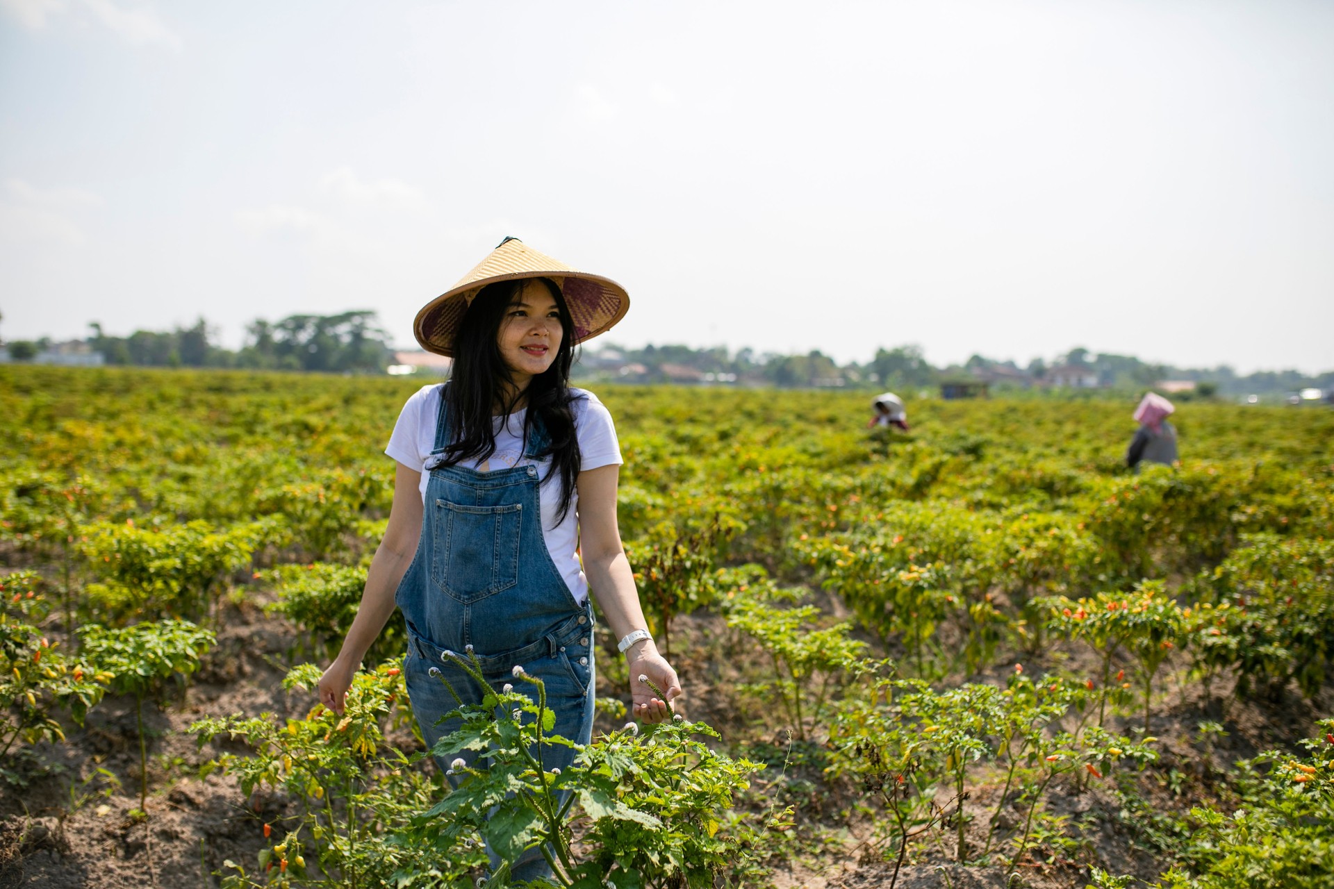 asian farmer in the chili field