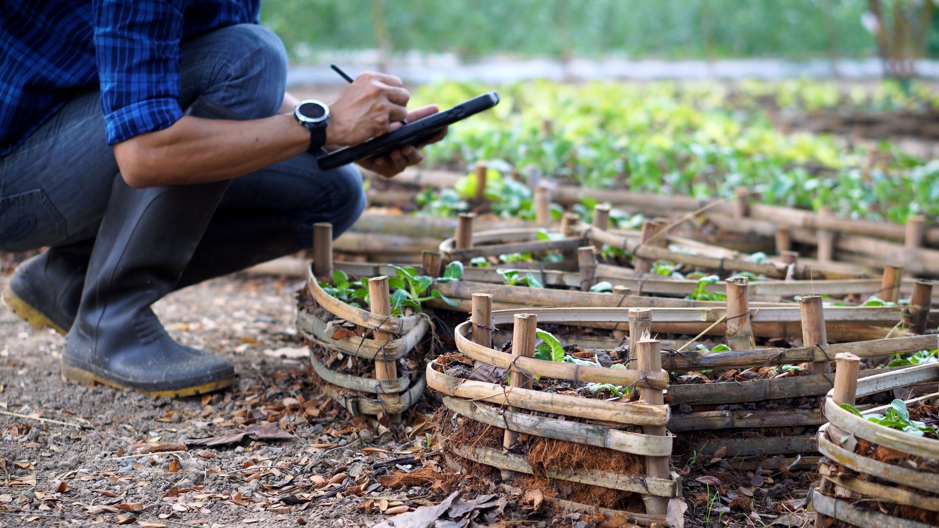 Smart farmer in eco green farm sustainable quality control.