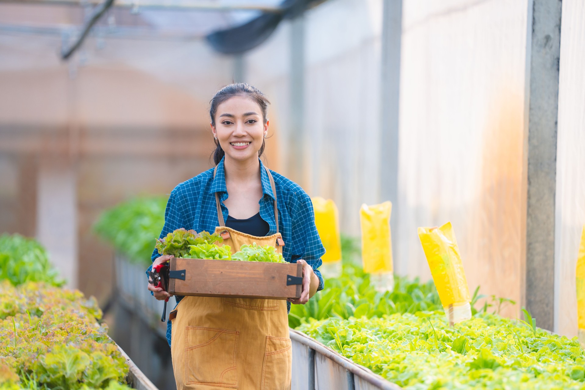 Basket with fresh vegetables, Asian farmer woman holding wooden box full of raw vegetables in the local farm or green house of Thailand, organic food by harvest in agriculture business concept
