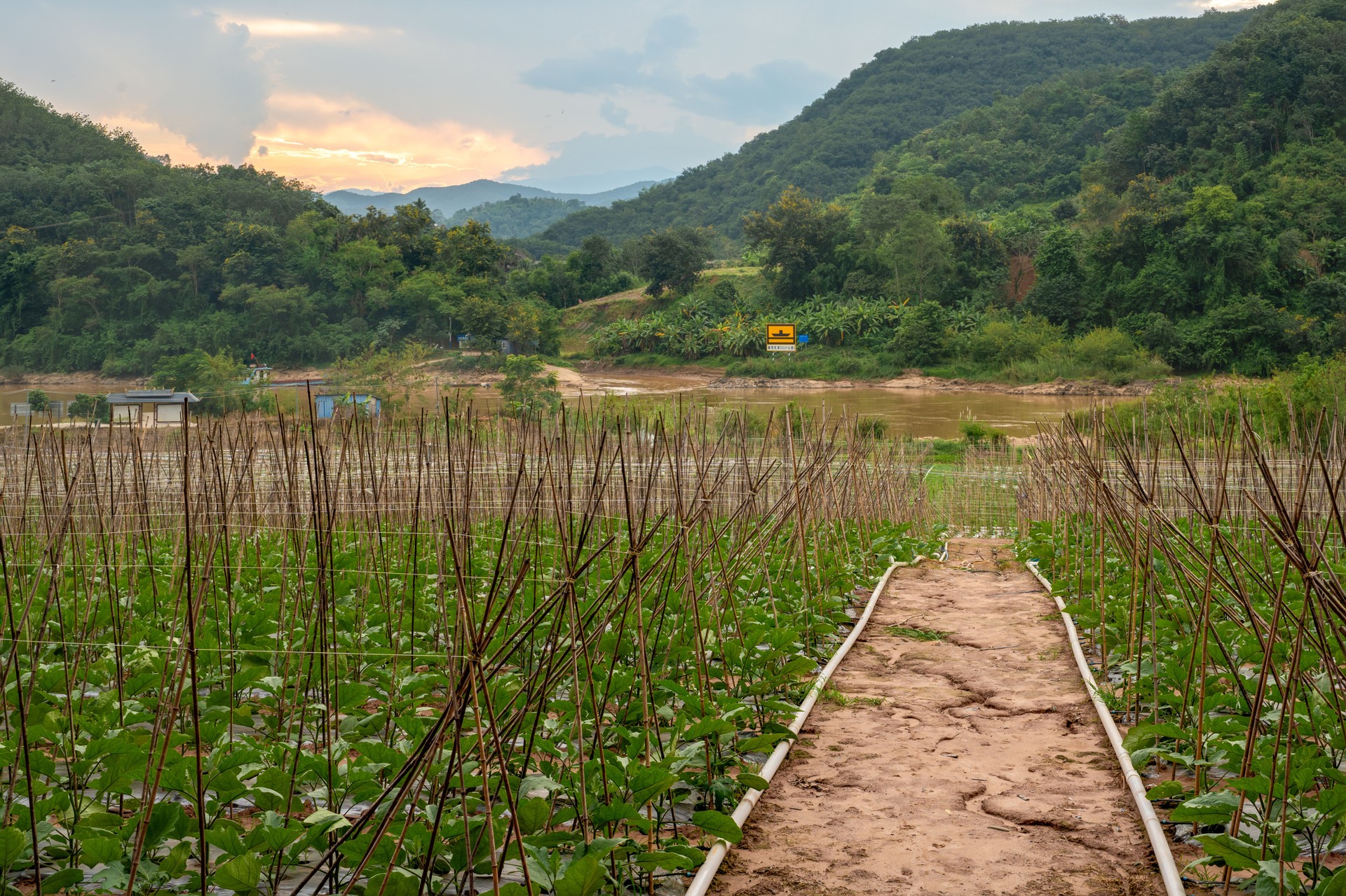 Farmland and crops along the Mekong River against the backdrop of sunset
