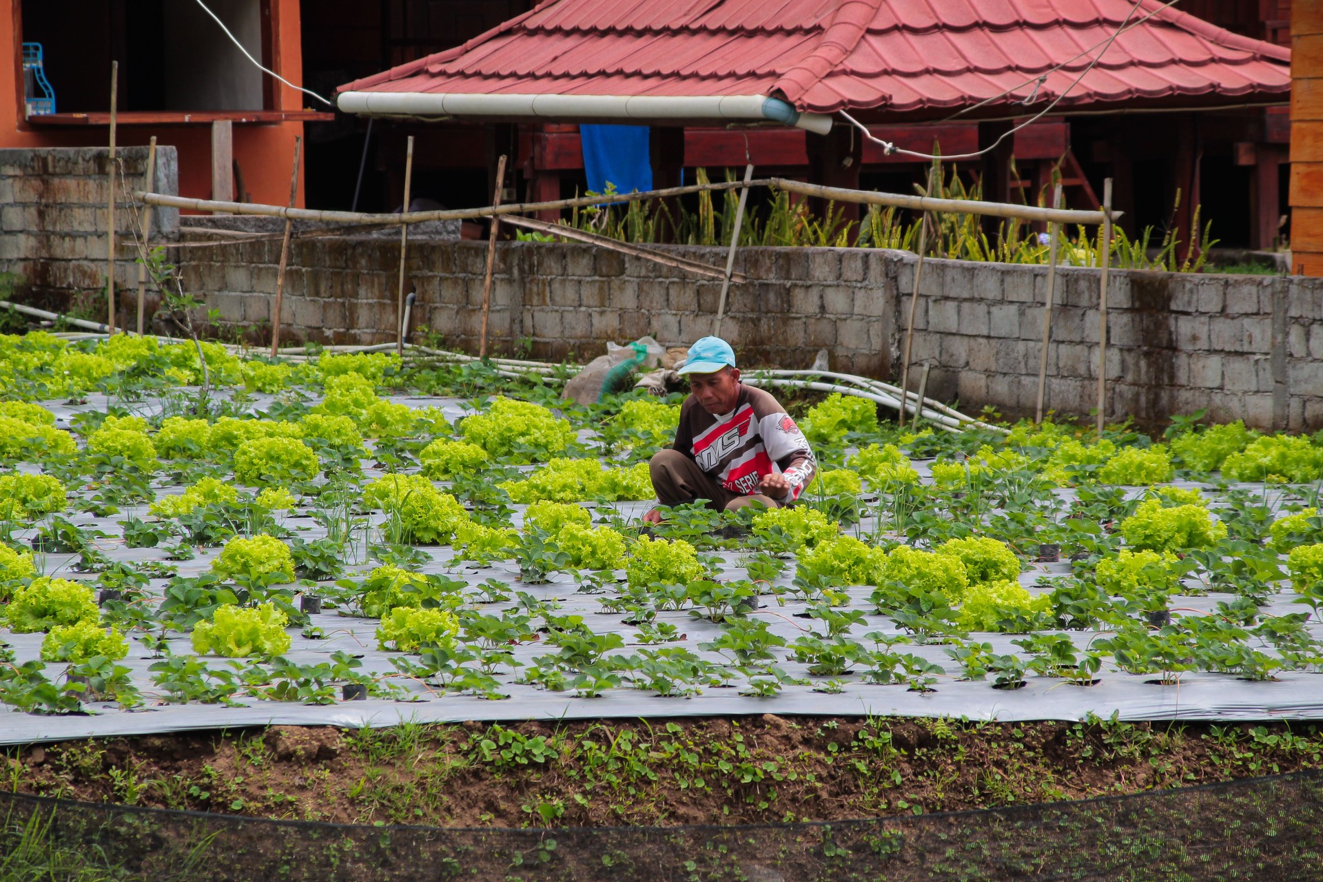 Sembalun Lombok, Indonesia March 9 2024 - A farmer is checking his lettuce plants