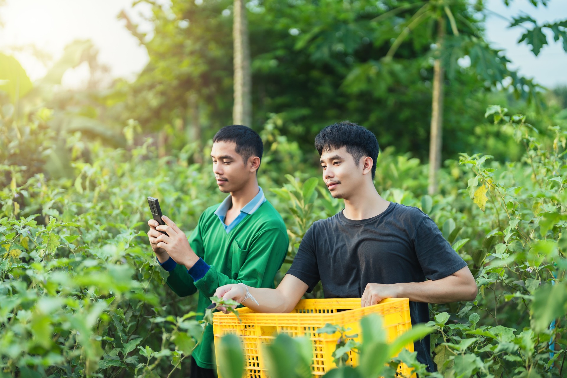 Handsome gardener stands in the middle of the garden and tends organic fruits and vegetables.