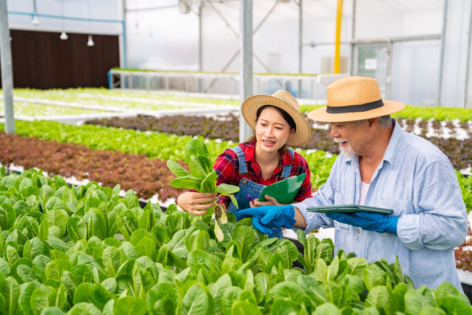Young Asian woman and senior man farmer using digital tablet working together in hydroponic vegetable garden.