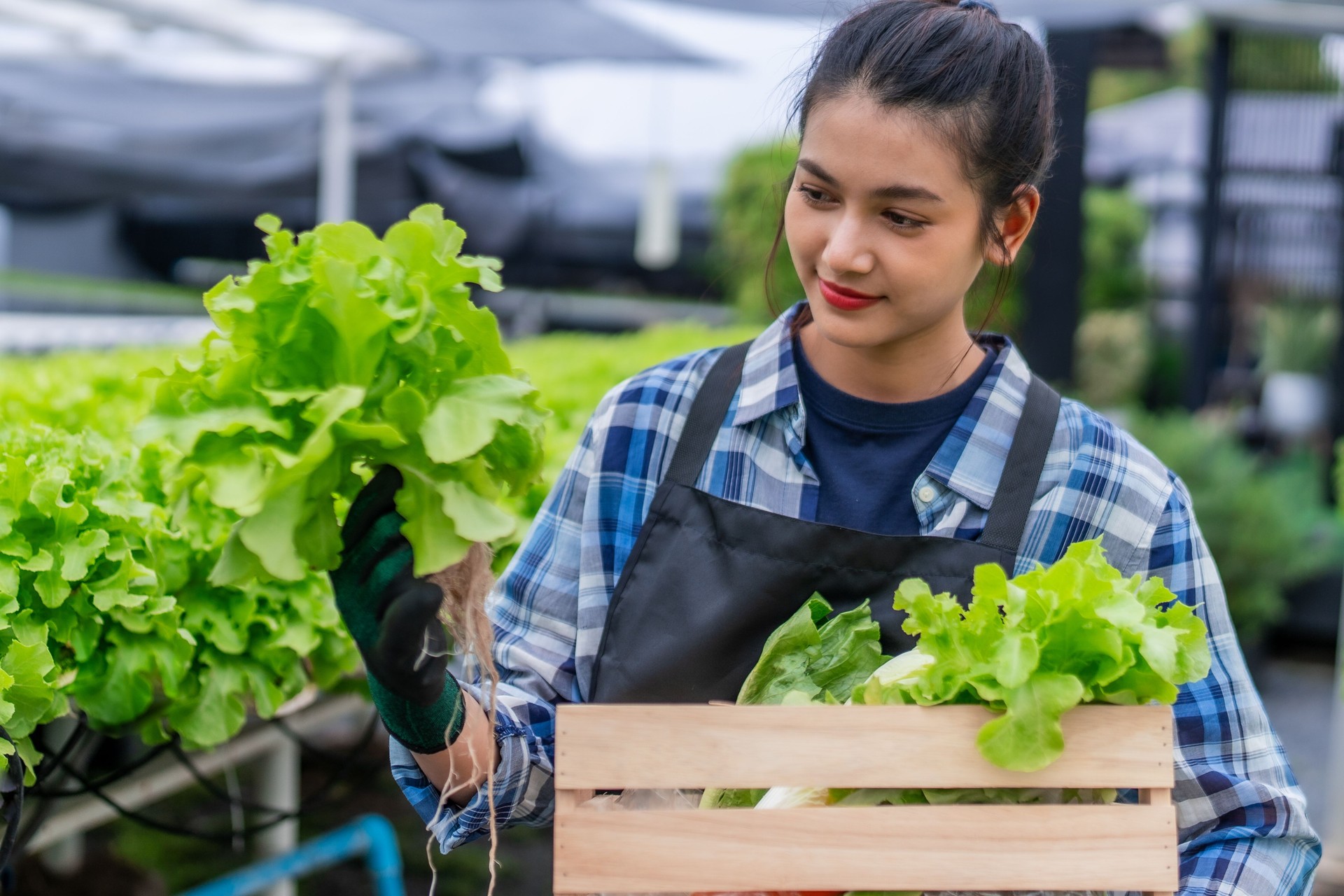Hydroponic vegetables salad farm