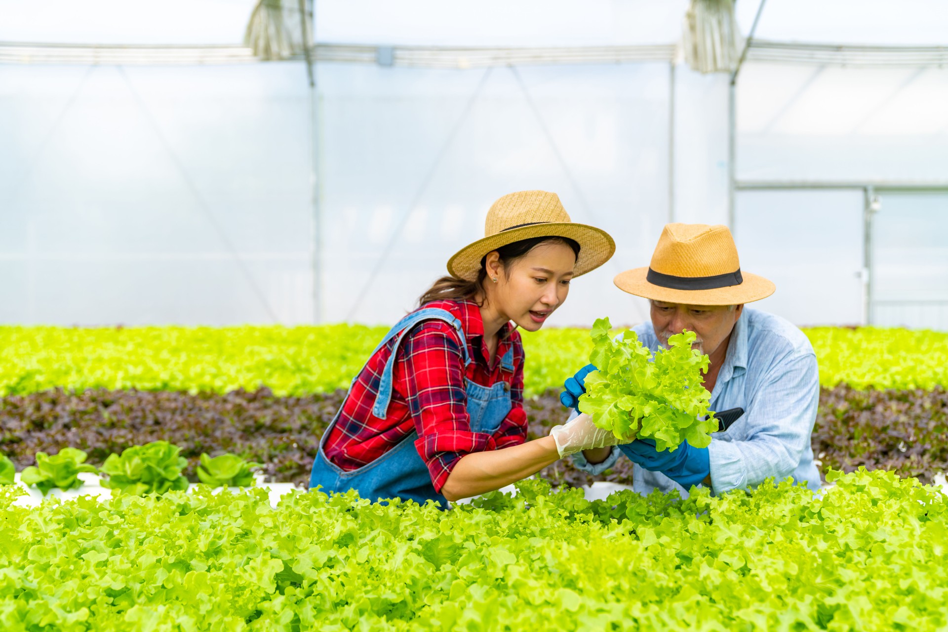 Asian farmer working in hydroponic system vegetable garden.
